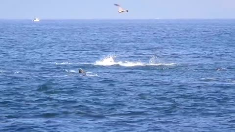 Seagulls and dolphins listening to whale singing