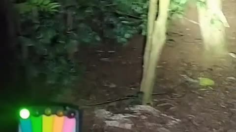 Fear, Ghost Apparition in Forest