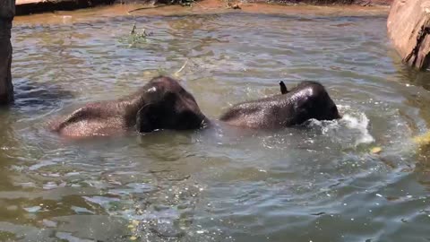 Baby Elephant Helped By Adult Elephants