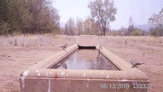 Animals Dip in for a Drink During Australian Drought