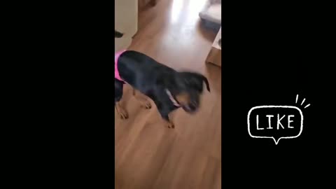 Funny dog compilation 🤣Funny Dog Videos 2021🤣 🐶 try not to LAUGH _ Dogs iland