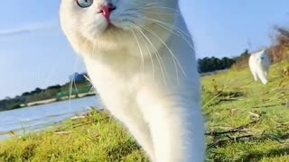 Put the phone aside and go for a walk with the cat