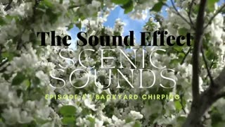 Scenic Sounds| Episode: 5 | BACKYARD CHIRPING (ASMR) #asmr #asmrsounds #naturesounds