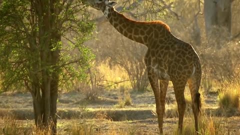Wildlife Brave Giraffe Kick Five Lion To Save Baby