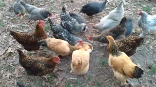 ASMR spaghetti eating chickens and guineas