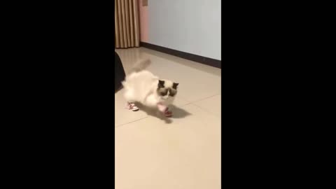 cats and dogs banter with each other cheerfully - cute animal