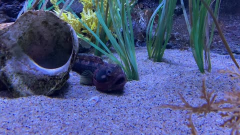 Second Visit Ever to Aquarium of the Pacific