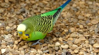 Watch the green yellow-headed parrot eating in its freedom