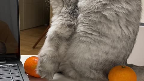 A cat playing around with eating