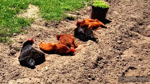 Hot Summer Day in East Texas