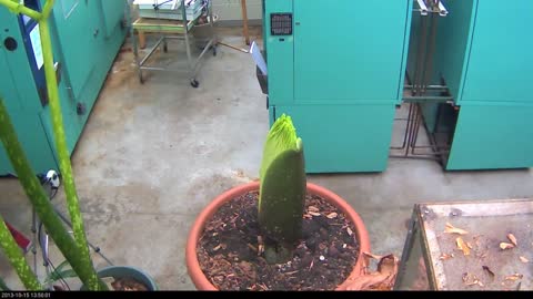 Perry the Corpse Flower Full Bloom Cycle