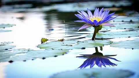 Blue lotus