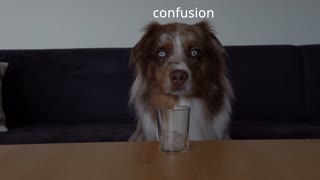 Cute dog encounters ice cubes - but thinks it's boring