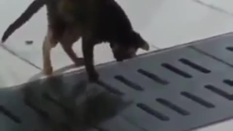A cat catches a mouse