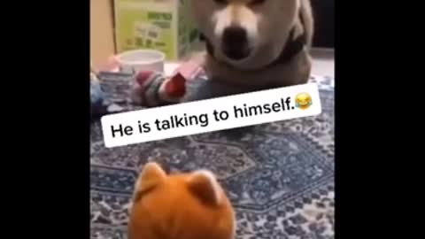 Cats and Dogs Doing The Darnedest Things (REALLY FUNNY)