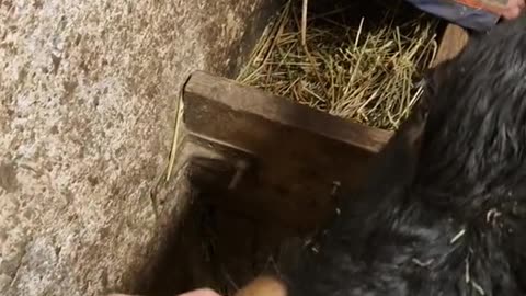 Cows Cuddle With Their Favorite Person