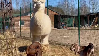 Alpacas with little goats