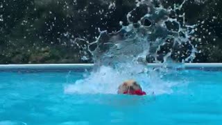 Nala Da Golden Takes a Dive