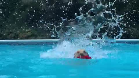 Nala Da Golden Takes a Dive