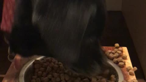 Dog Flattens Out Its Food