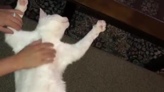 Cat enjoys belly rub