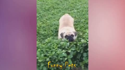 Best Funny Cats and Dogs Compilation ♥ Cute Baby Animals & Funny Pets 07 #Shorts