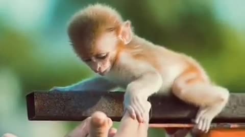 Cute baby monkey needs help
