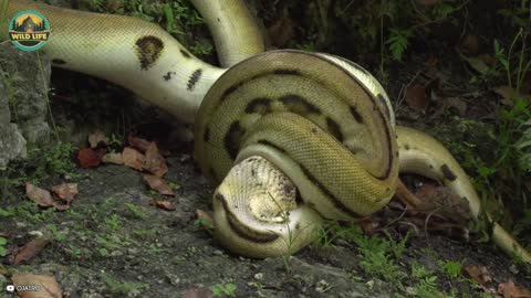 Pythons Hunting And Eating Animals Alive