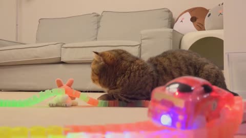 Beautiful little cat vs racing speedy car