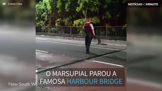 Marsupial interrompe o trânsito na Harbour Bridge em Sidney
