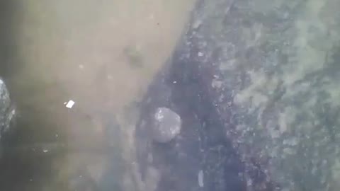 Hermit crab is seen walking on the rocks of the sea, it is very slow [Nature & Animals]