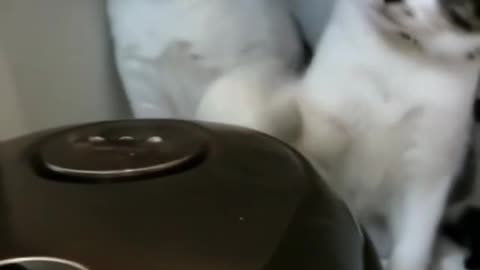 Cat slap cat.