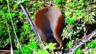 Mushroom