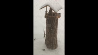 Winter Bird Feeder