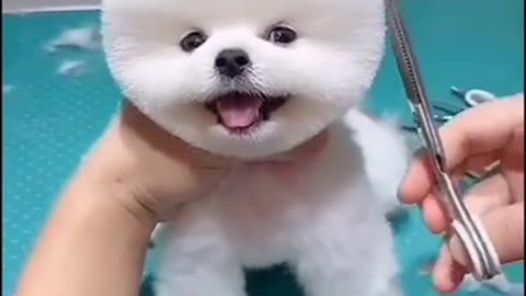 Cute dog haircutting , Cute dog short video