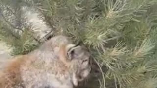 Eurasian Lynx enjoying a Christmas Tree