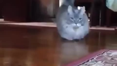 Short legs cat munchkin very funny video 😂😂