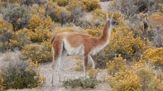 Funny Llama is wondering "Whats Up?"