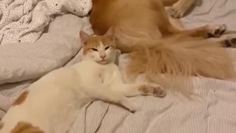 Funny Dog and cat fight