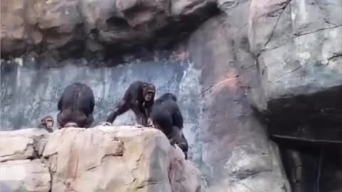 Mama chimp beats her kid for throwing rocks at people