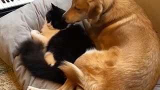 Puppy Grooms Her Feline Friend