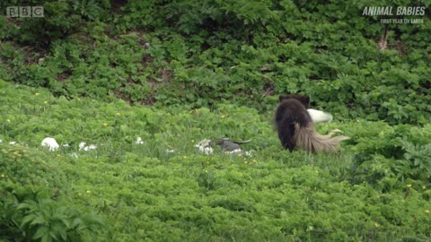 Arctic Fox Cubs Emerge from the Den | First Year on Earth | BBC Earth