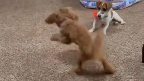 Funny dogs #1
