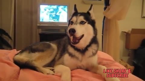 Husky Dog TALKING (Husky says I love you)