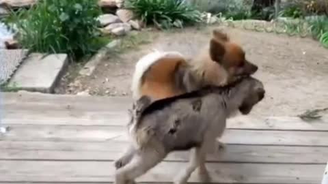 Dog And lamba Funny Fight | Funny Animals