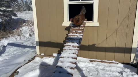 Chickens React To Snow