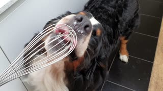 Bernese Mountain Dog helping with the dishes