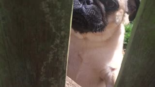 Pug doesn't like being locked in jail!