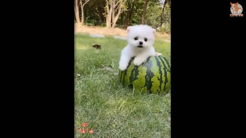 Cute dogs compilation