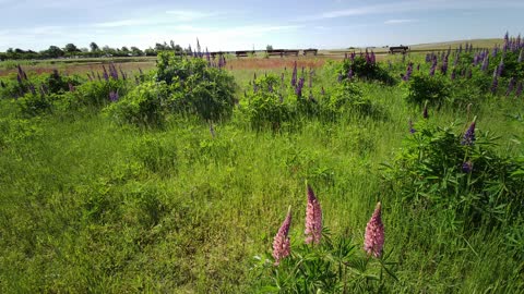 Flowers at Garry Point Park